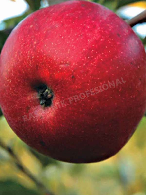 vocne sadnice jabuke crveni delises