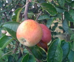 vidovača jabuka
