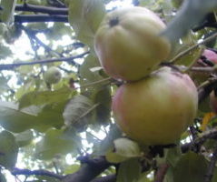 Sadnice zebičanka jabuka