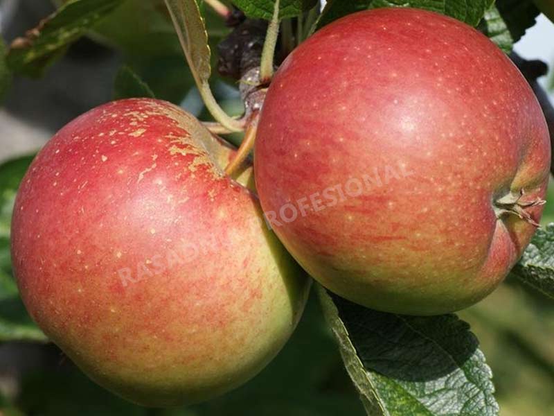 prodaja sadnica jabuka budimka