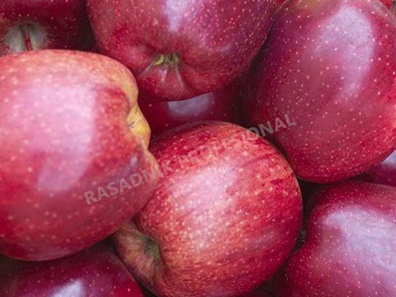 prodaja sadnica jabuka red top