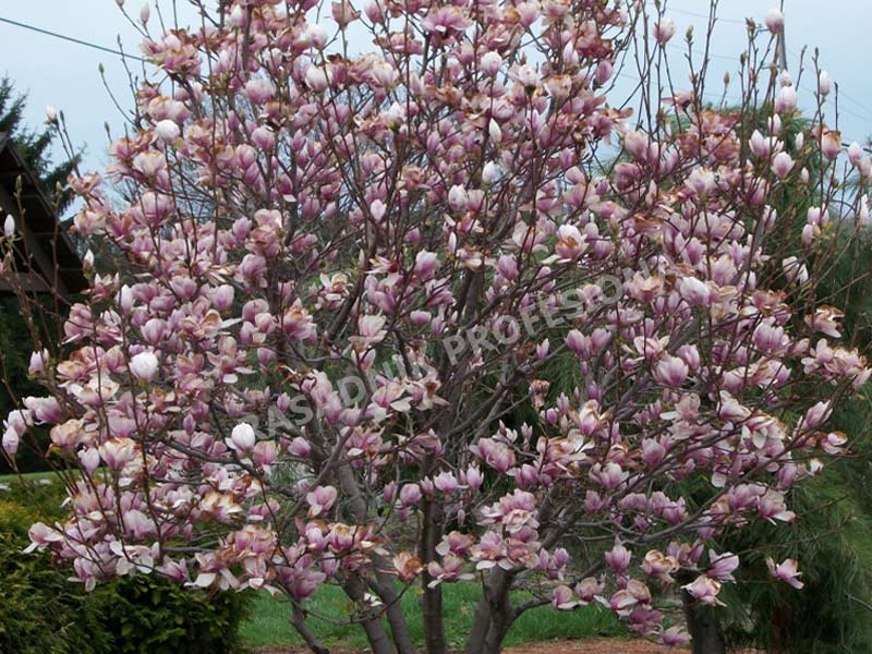 prodaja sadnica magnolija