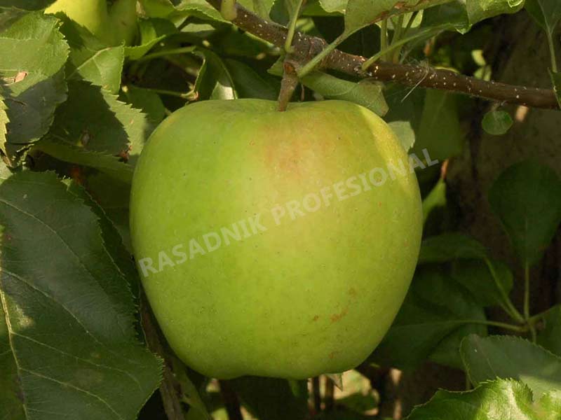 sadnice jabuke mucu