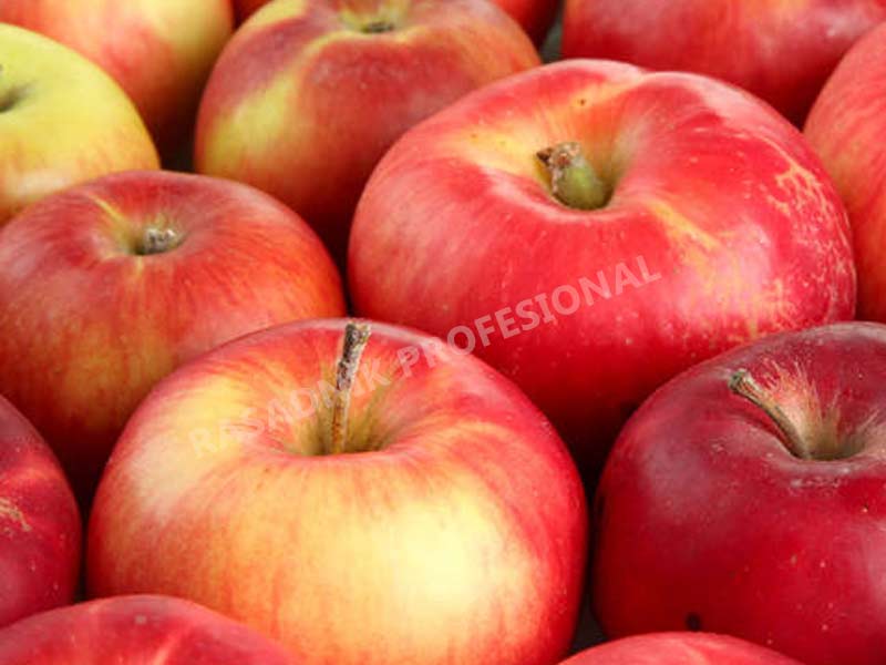sadnice jabuke prim ruz