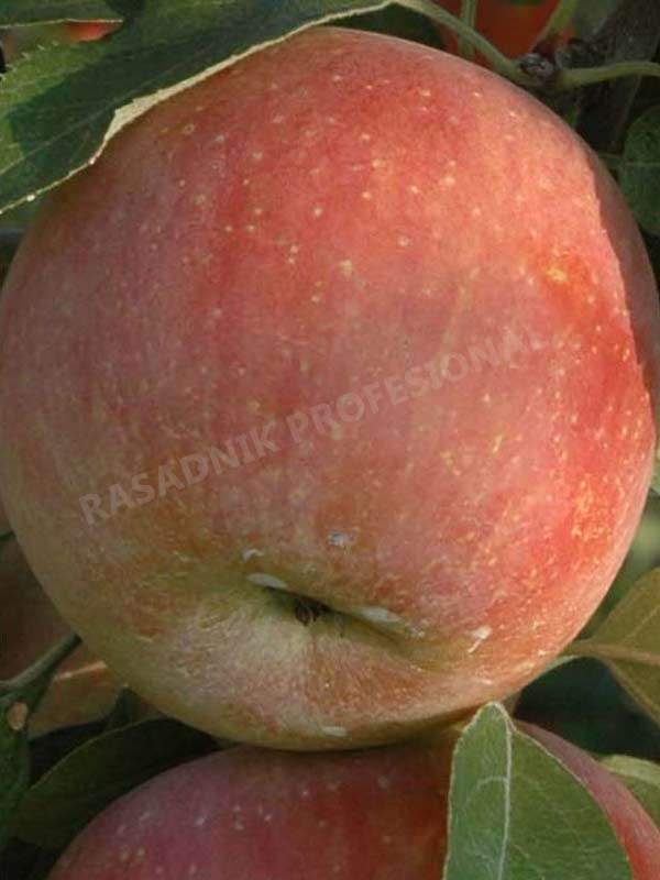 sadnice jabuke sumired