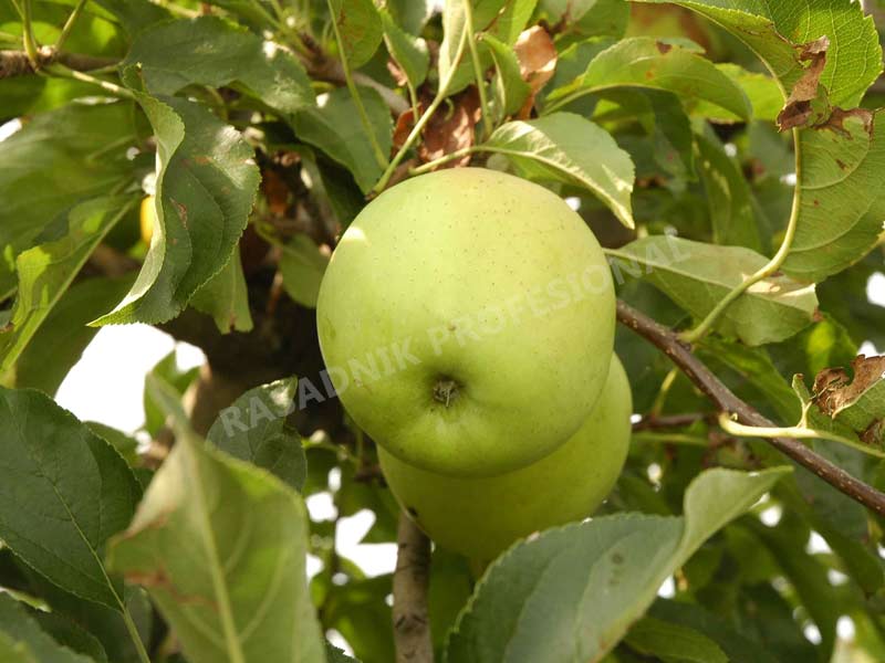 sadnice voca jabuke zlatni delises