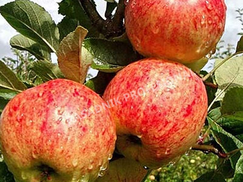 prodaja sadnica stare sorte jabuka krstovaca