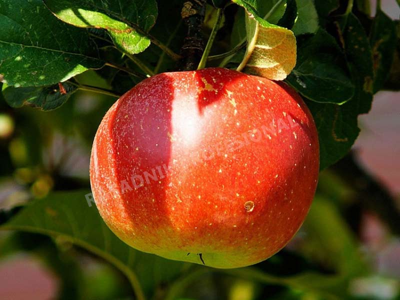 vocne sadnice jabuke kolacara