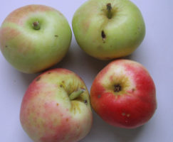 Petrovka jabuka
