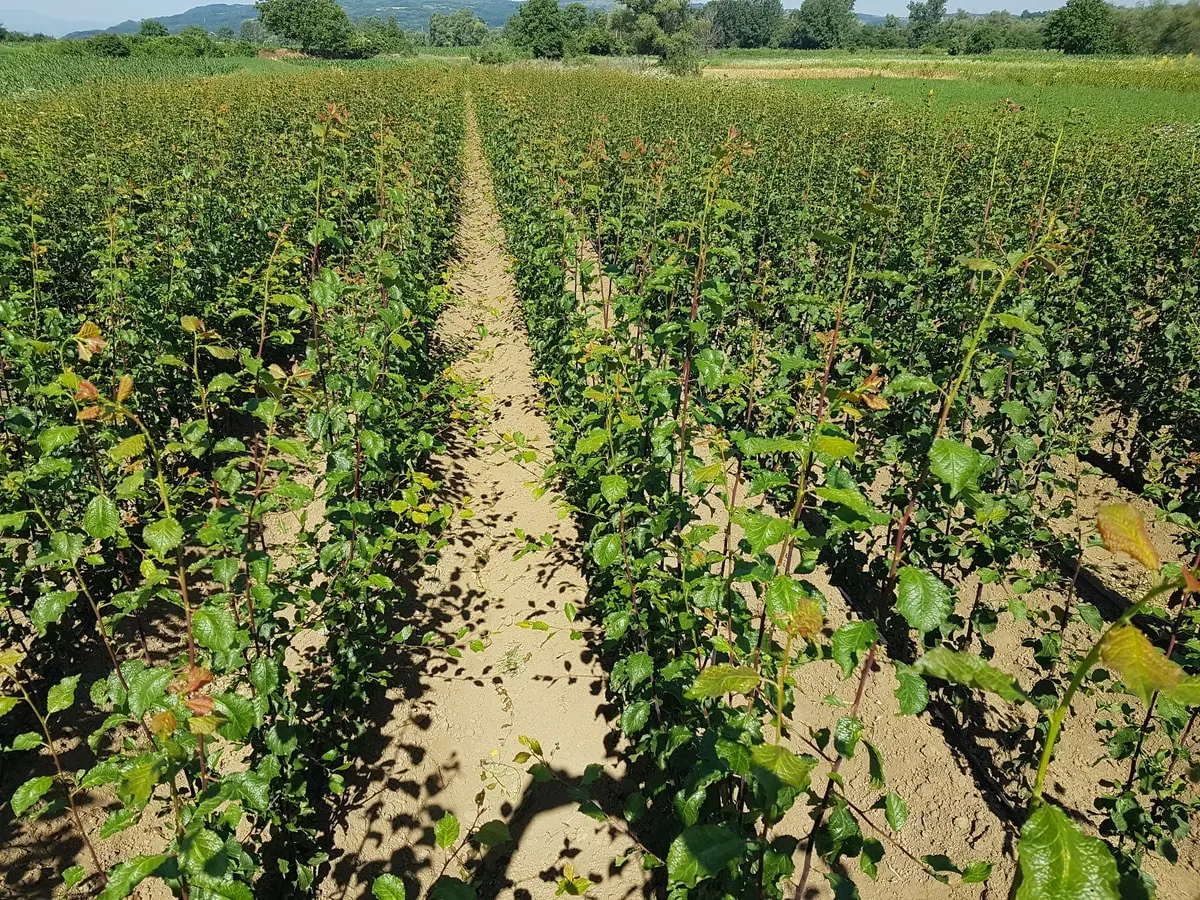 sadnice sljive cena hit